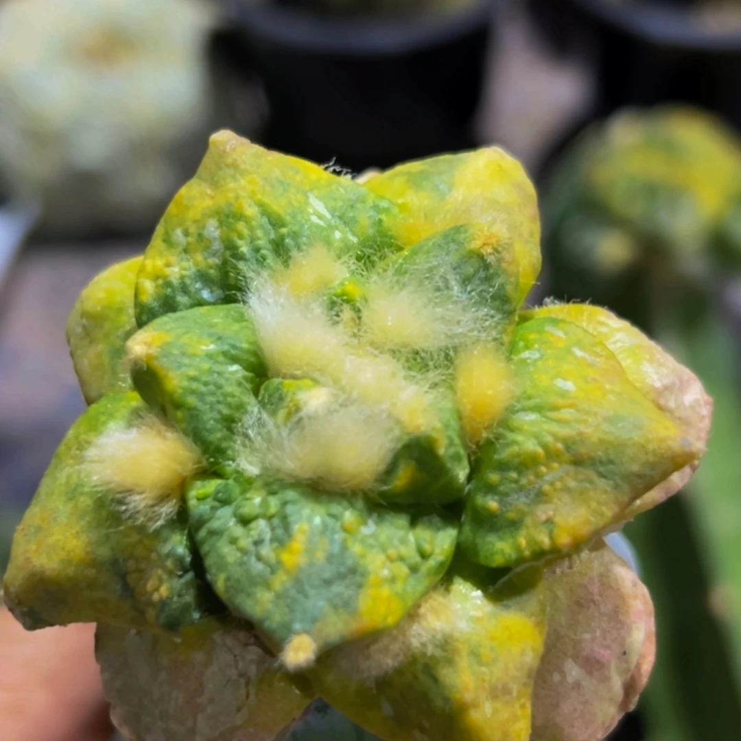 无花朵福利散班花锦大尤龟甲牡丹632