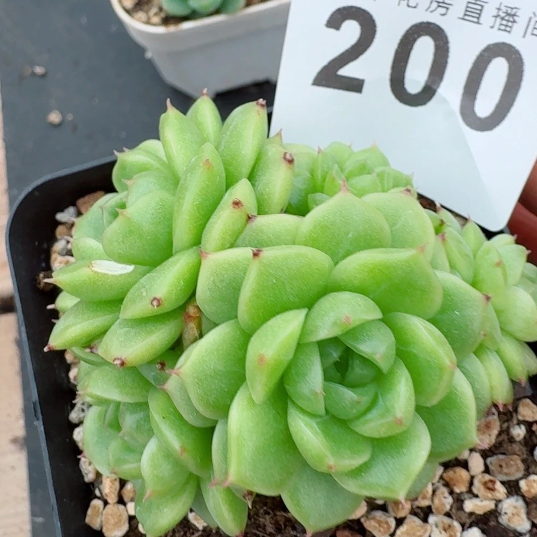 麦秆群生            精美多肉植物