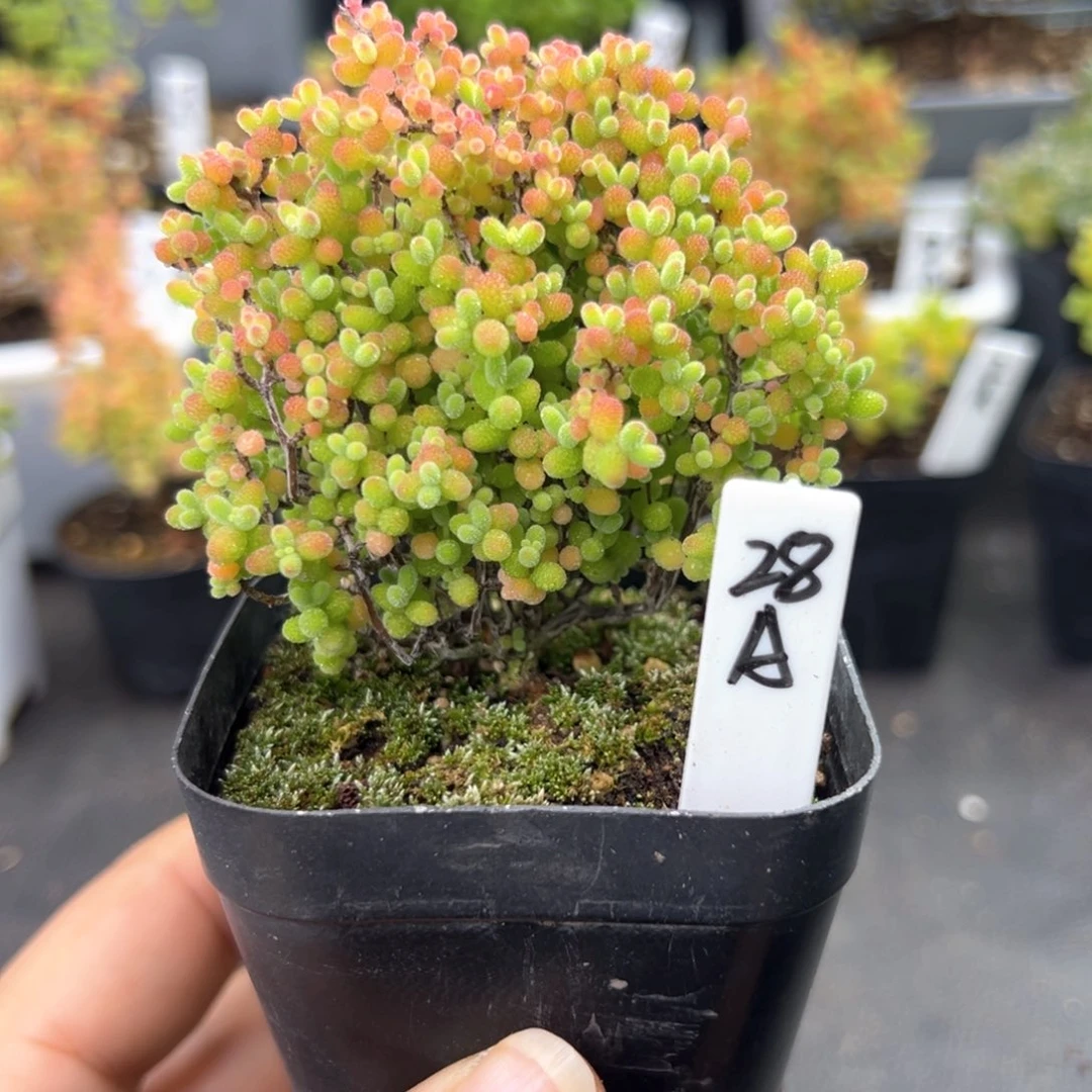 精控蜜橘糖球28号