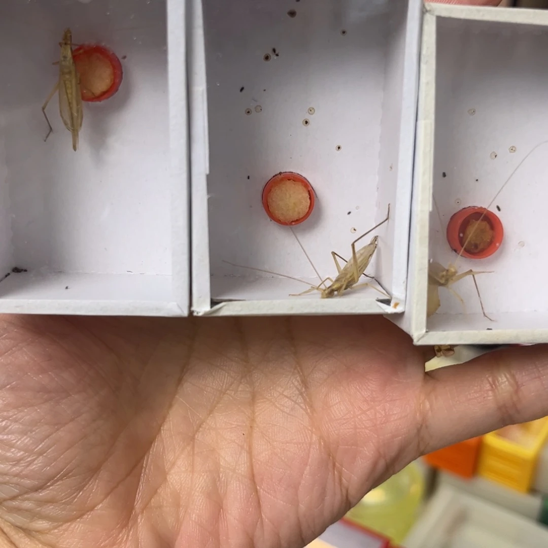 开播福利柬埔寨竹蛉3只