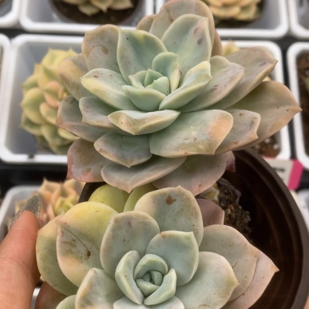 462可爱玫瑰锦锦锦锦锦