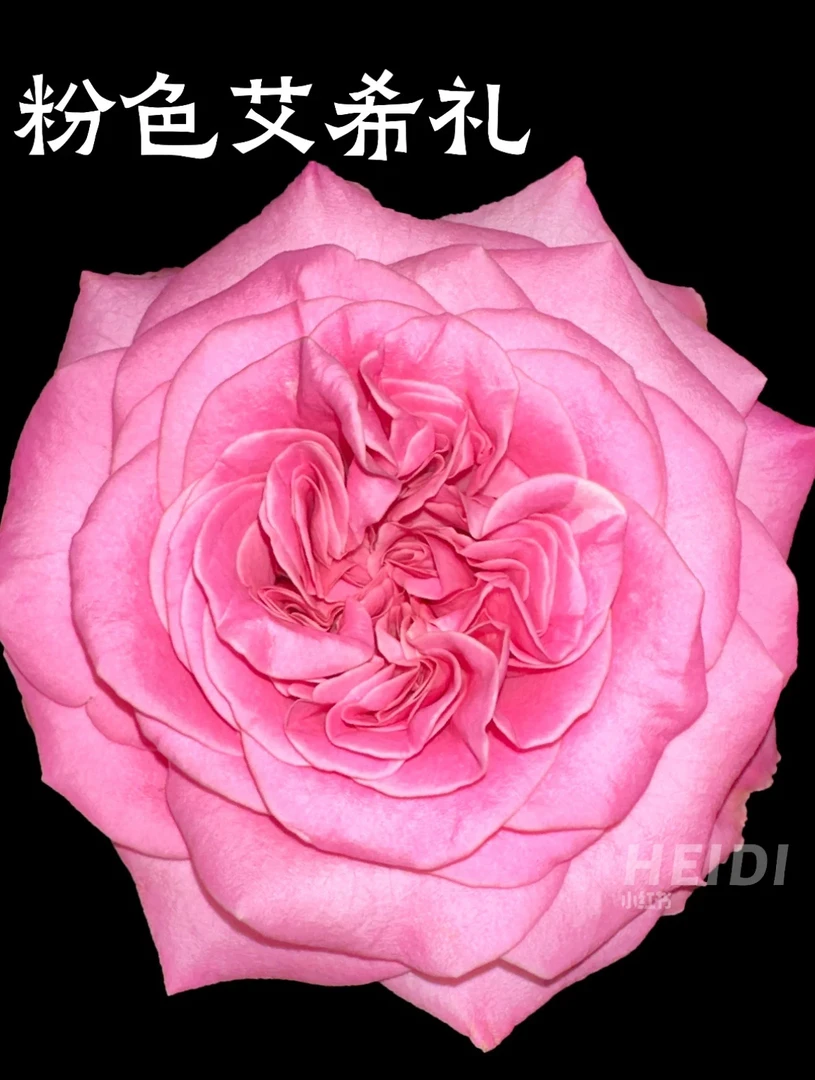 超新品切花【艾希礼】粉色高杯浓香大花阳台庭院月季