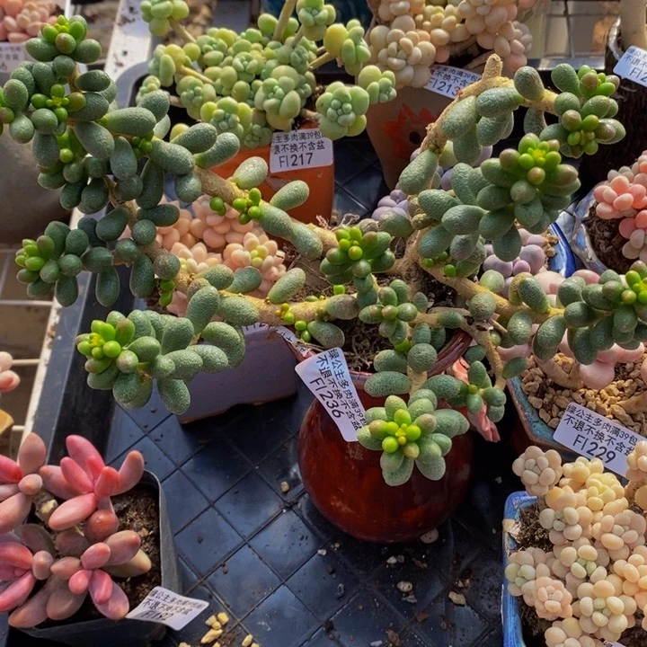 绿龟卵236多肉植物