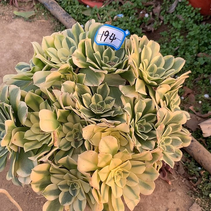 绿豆沙多肉植物194