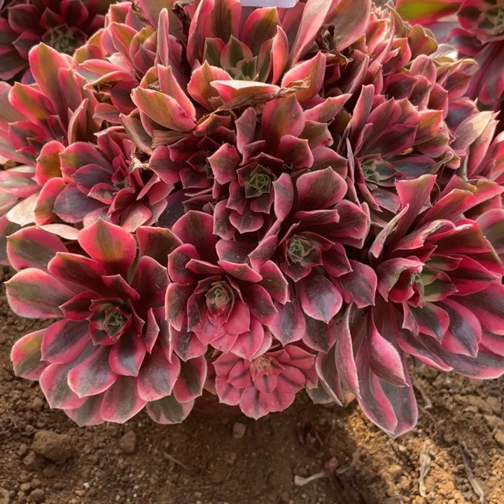 无花朵965对肉植物女妖