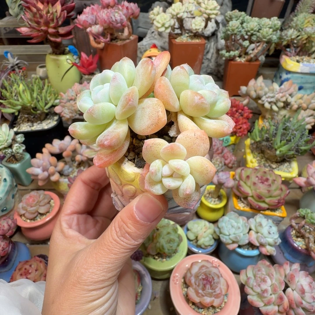 冰玉 多肉含盆土 一物一拍