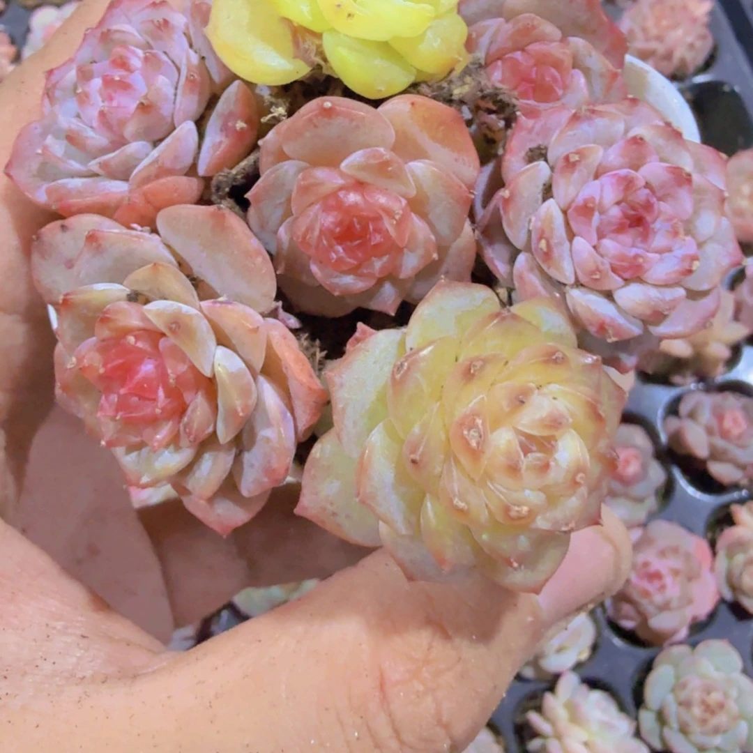 糖心珍妮五颗一组