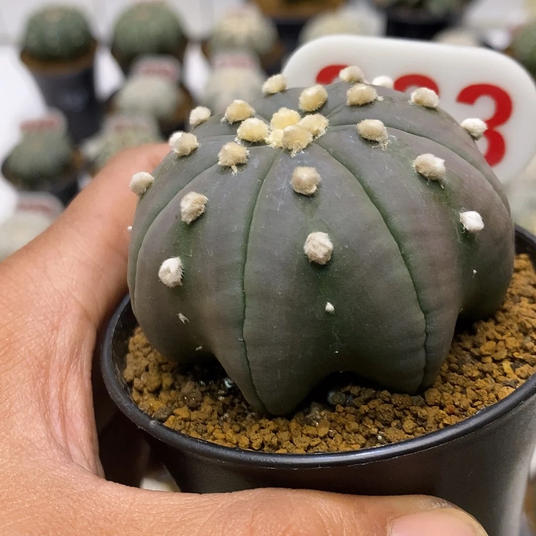 幸***_363开播福利特价来了