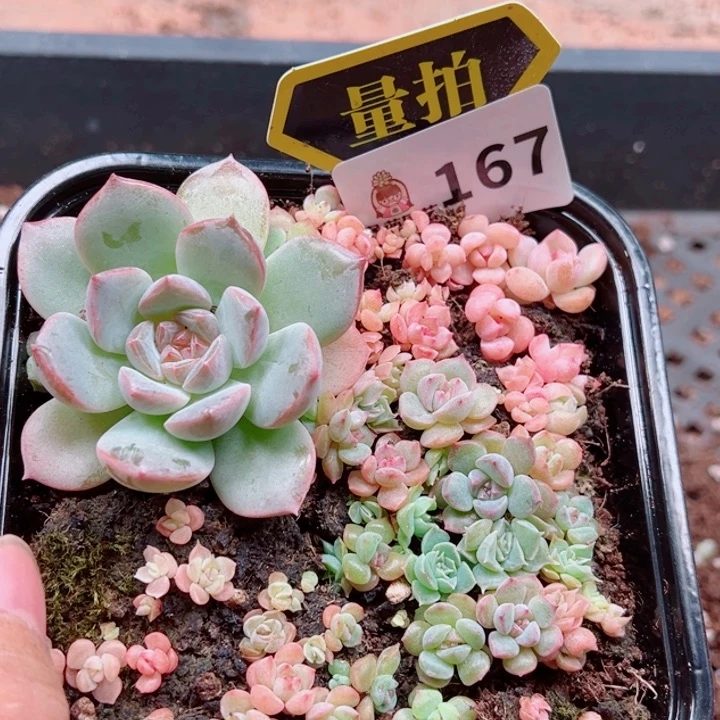 多肉植物多肉植物