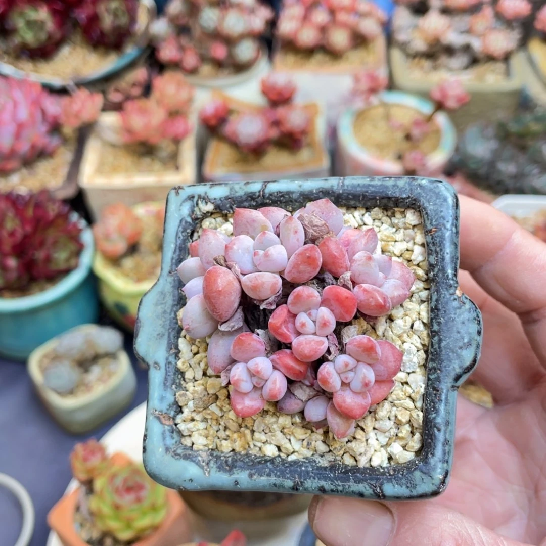 吉***㲺杂交小老桩群生带盆