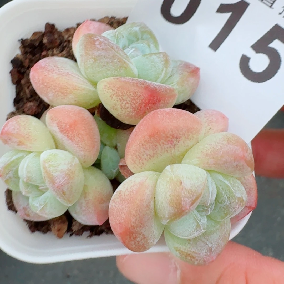 糖心冰玉            精美多肉植物