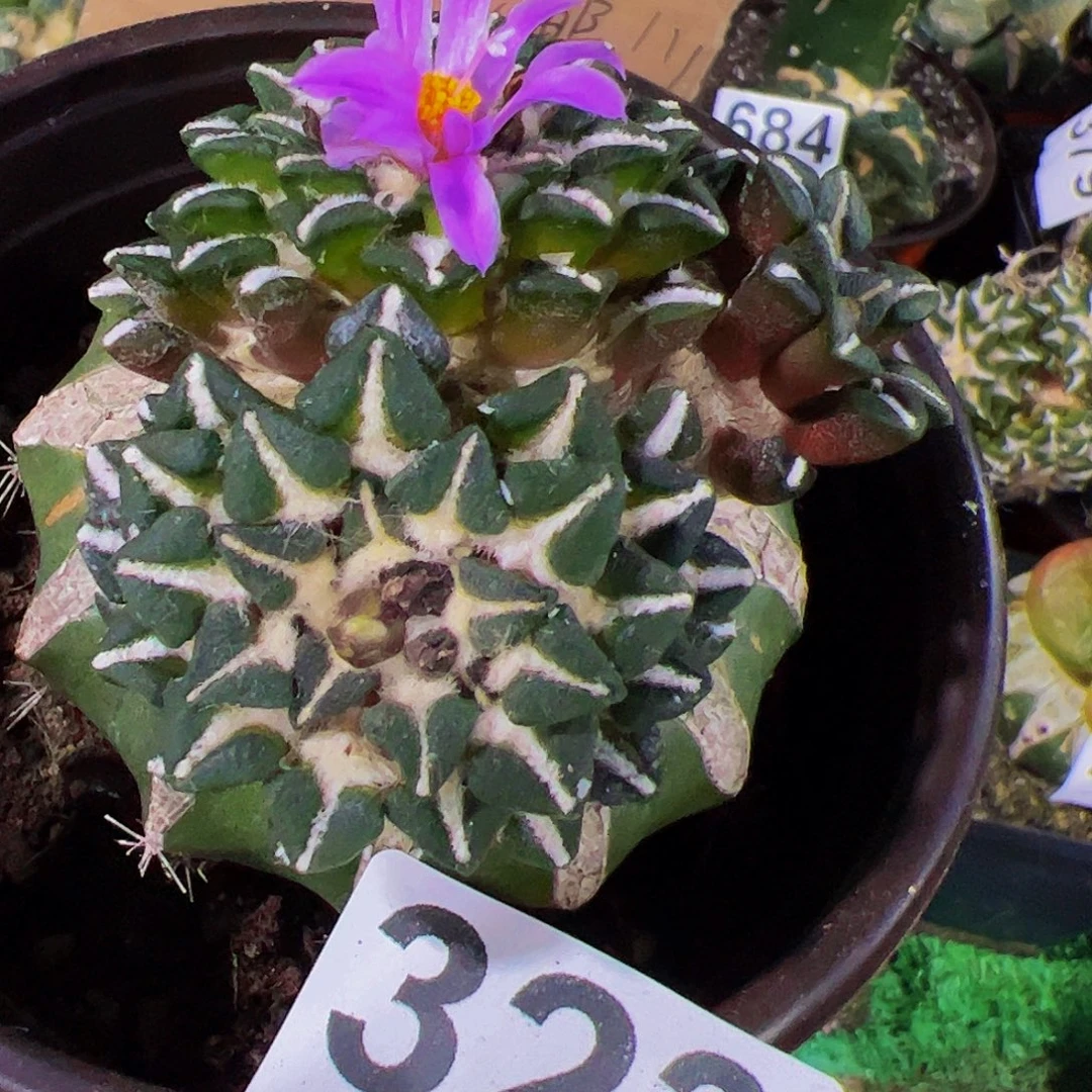 无花朵福利黑牡丹群323