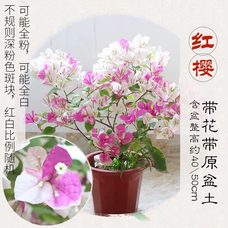 【漳红樱】三角梅盆栽百变花蝴蝶植物四季开花阳台庭院绿植盆景1