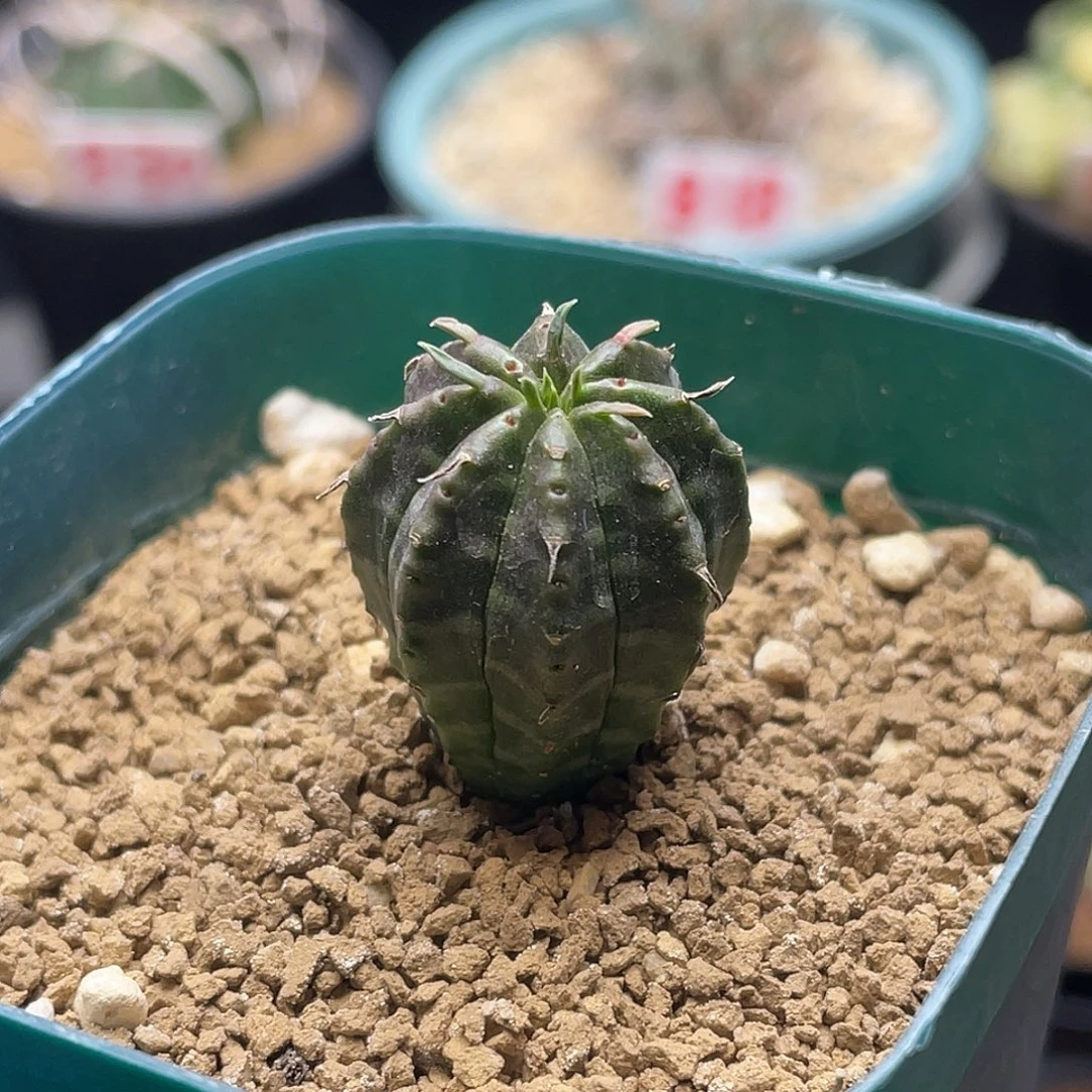 实生无刺坤坤法丽达