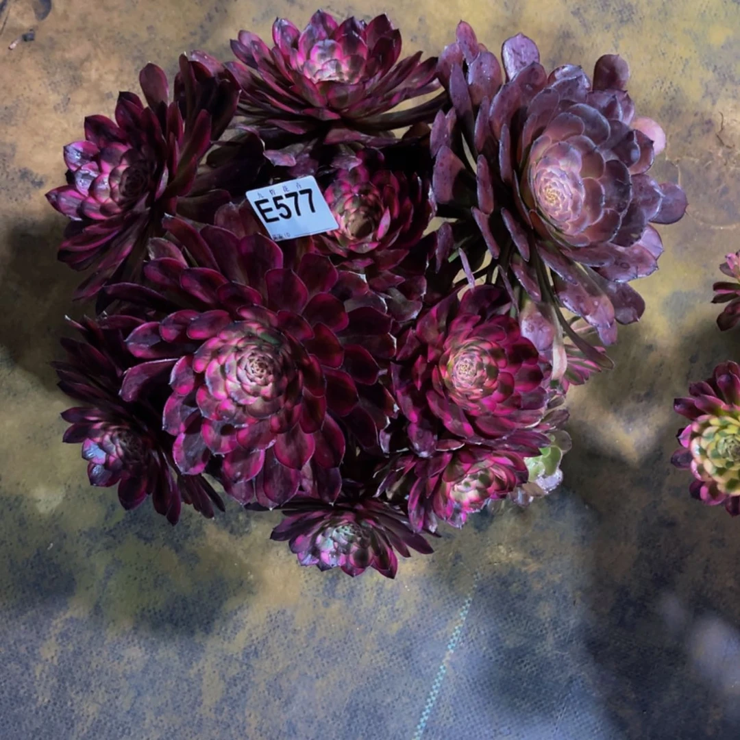 【闪购商品】57700