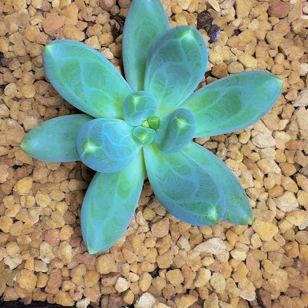 迷雾森林  一物一拍