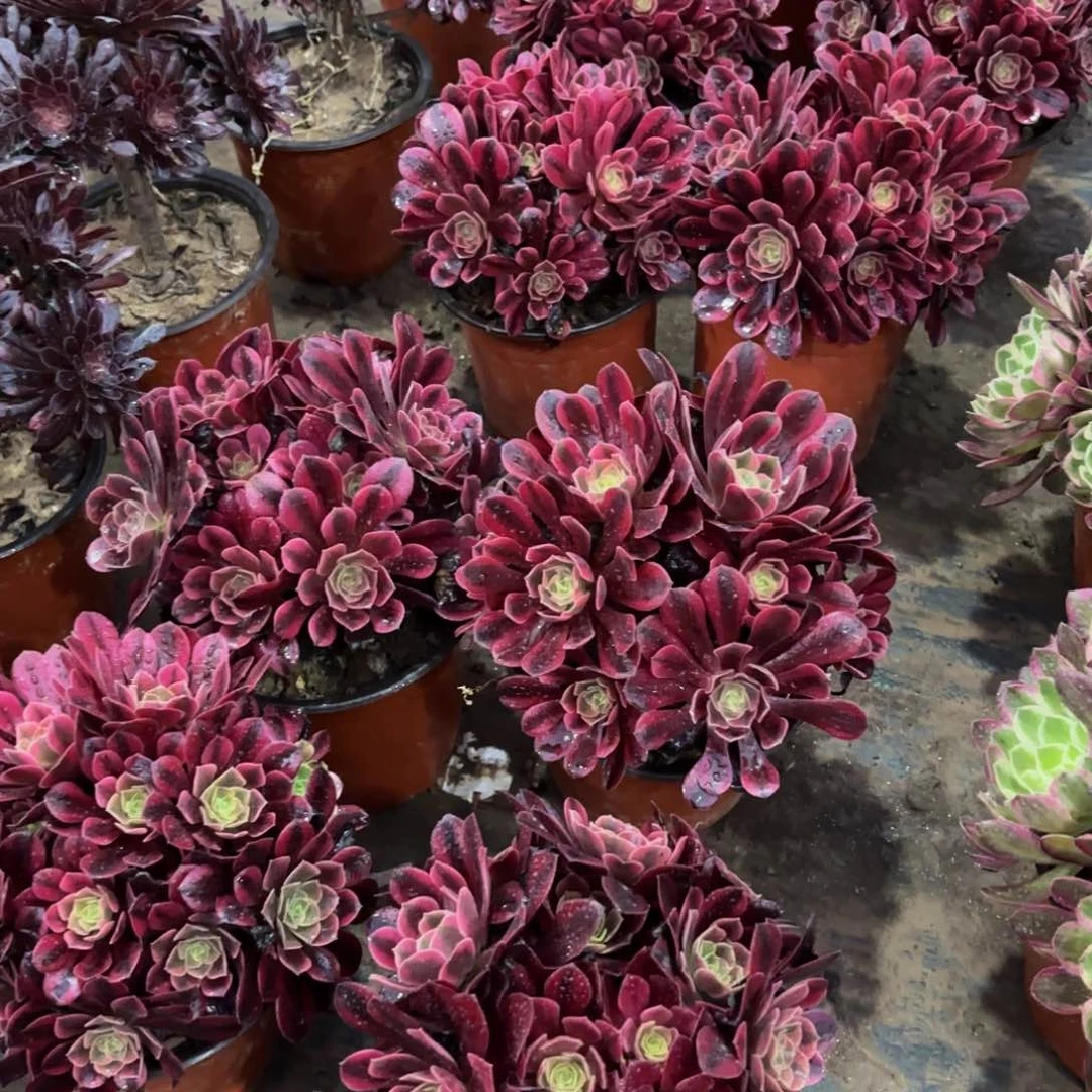 美杜莎绣球9.9多肉植物