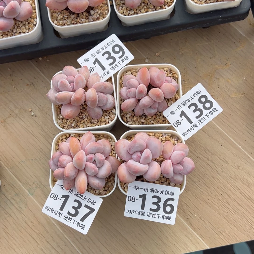 小***乖香水奶多肉多肉多肉多肉