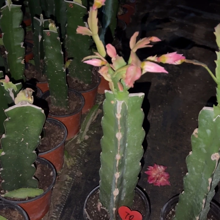 意***扬当前无花栽培后可以开花067  70