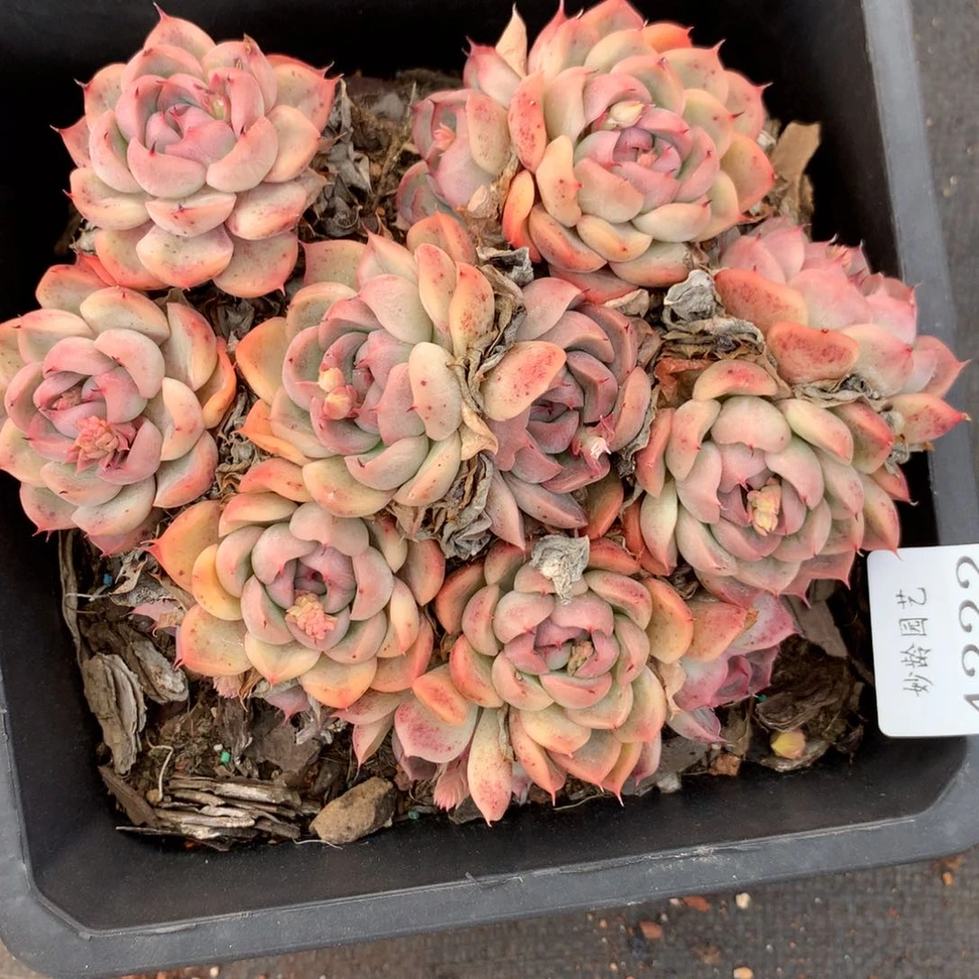 4222杂交精品基地14厘米