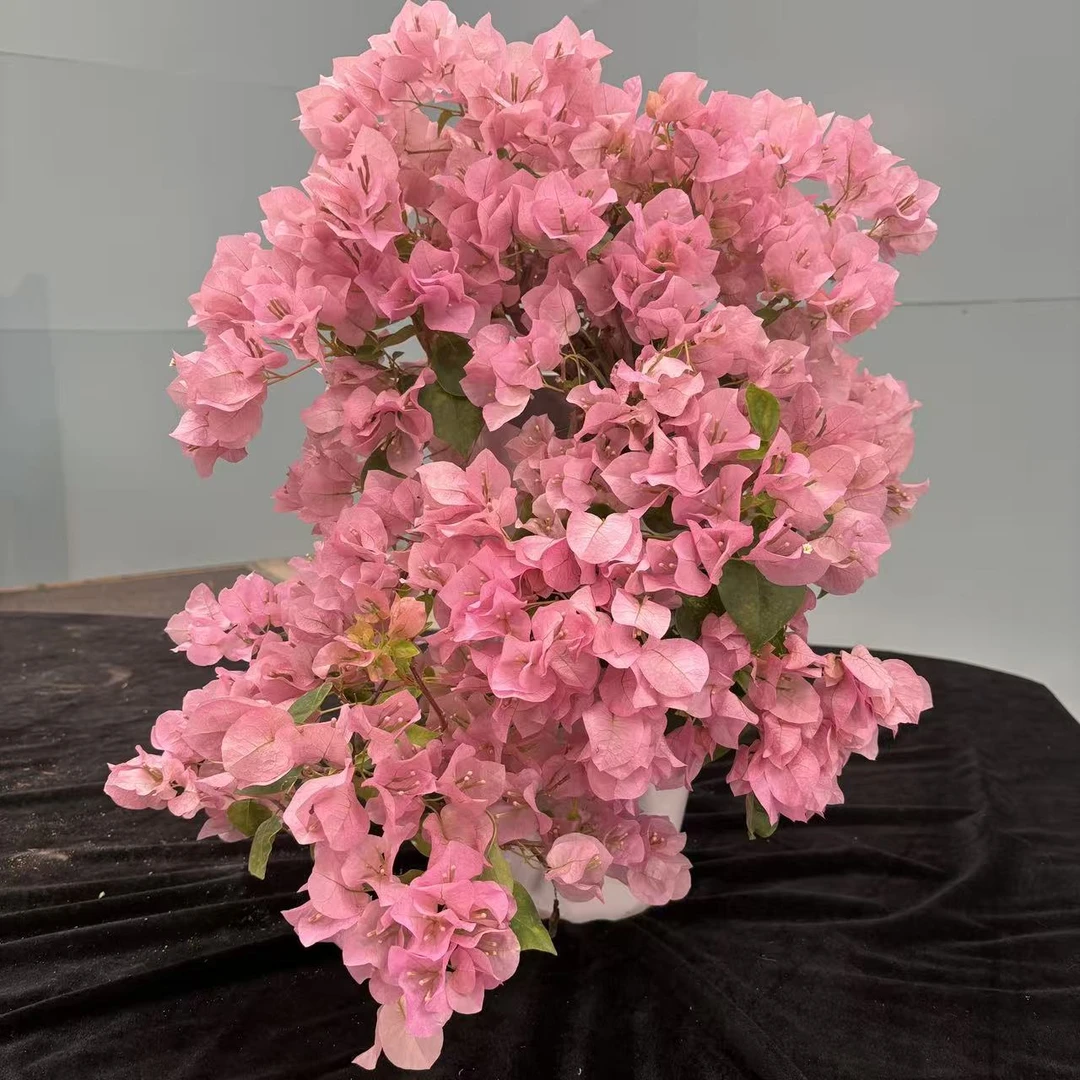 暗斑丽人花瀑布三角梅盆景老桩侧飘勤花好养【艺景园海波】