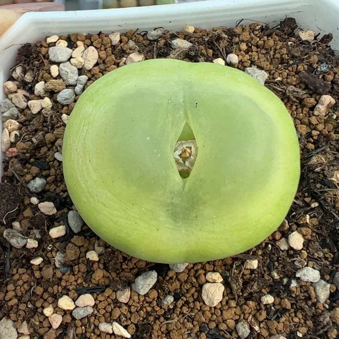 140拉登3.6带盆土发货