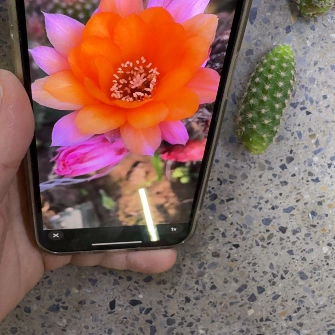 238白檀W2614无根侧牙3个，20包邮