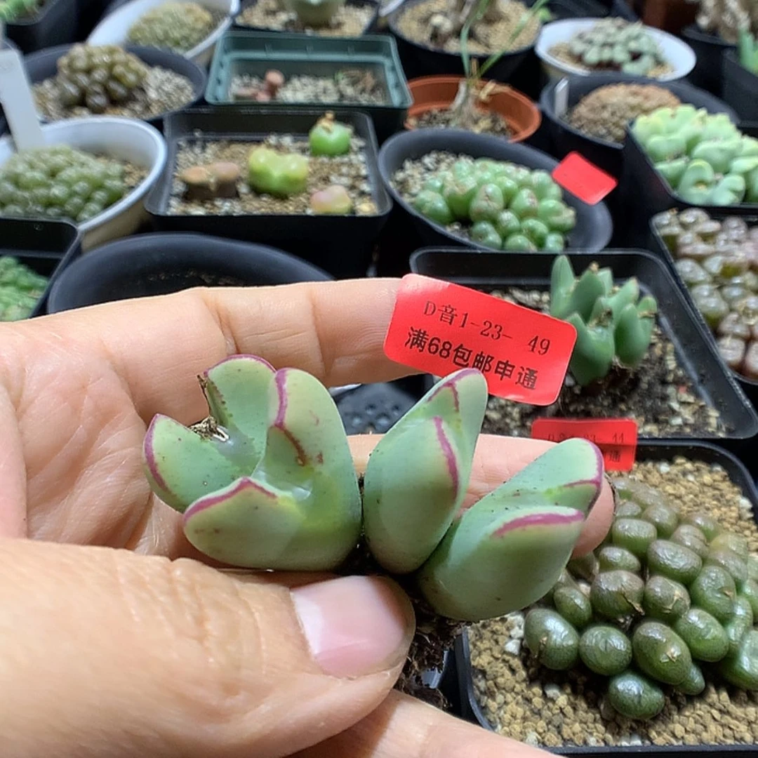 【闪购商品】1-23-49 少将一群特25