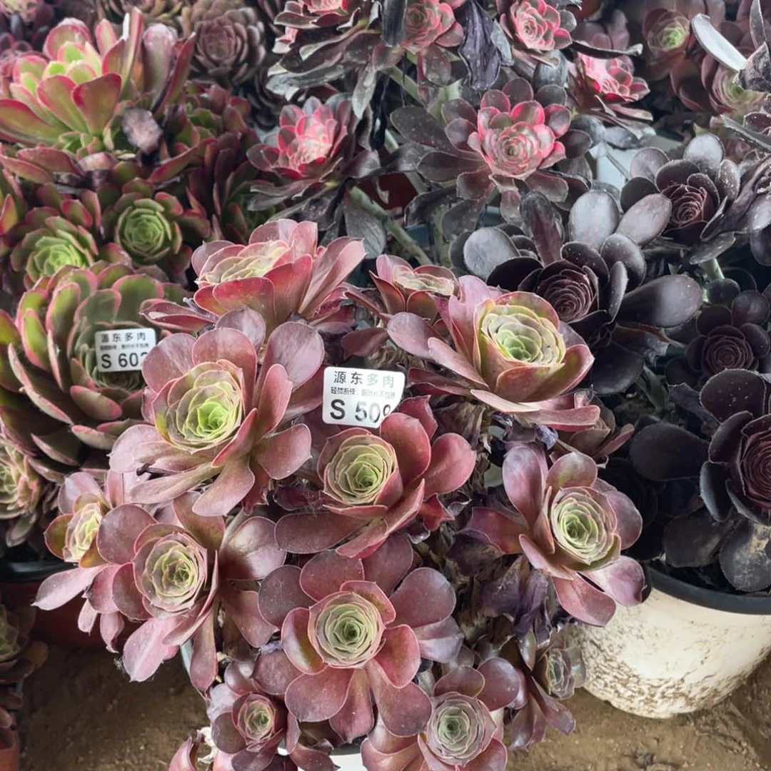 509魅金玫瑰多肉法师断枝不包