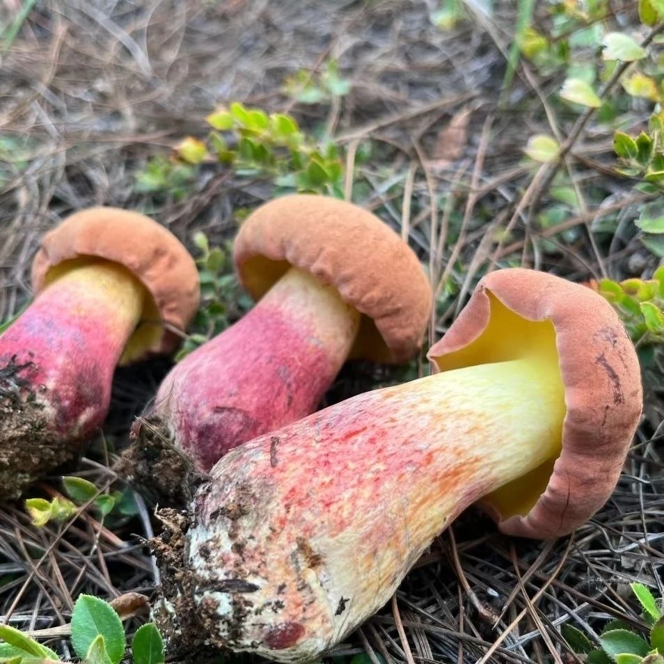 云南正宗新鲜见手青牛肝菌红葱红葱顺丰包邮红伞伞