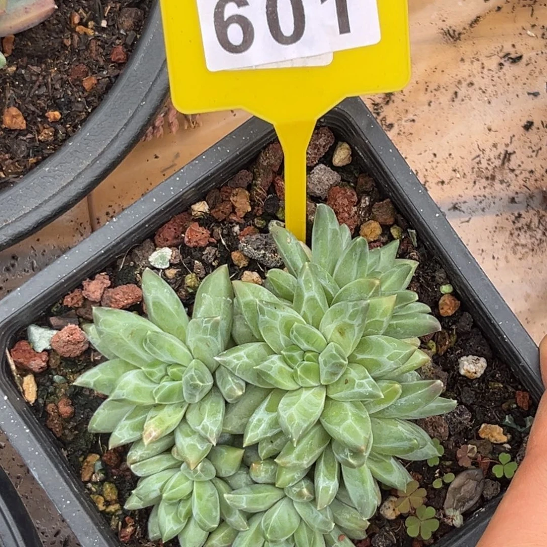 多肉植物彩体梵高美人601