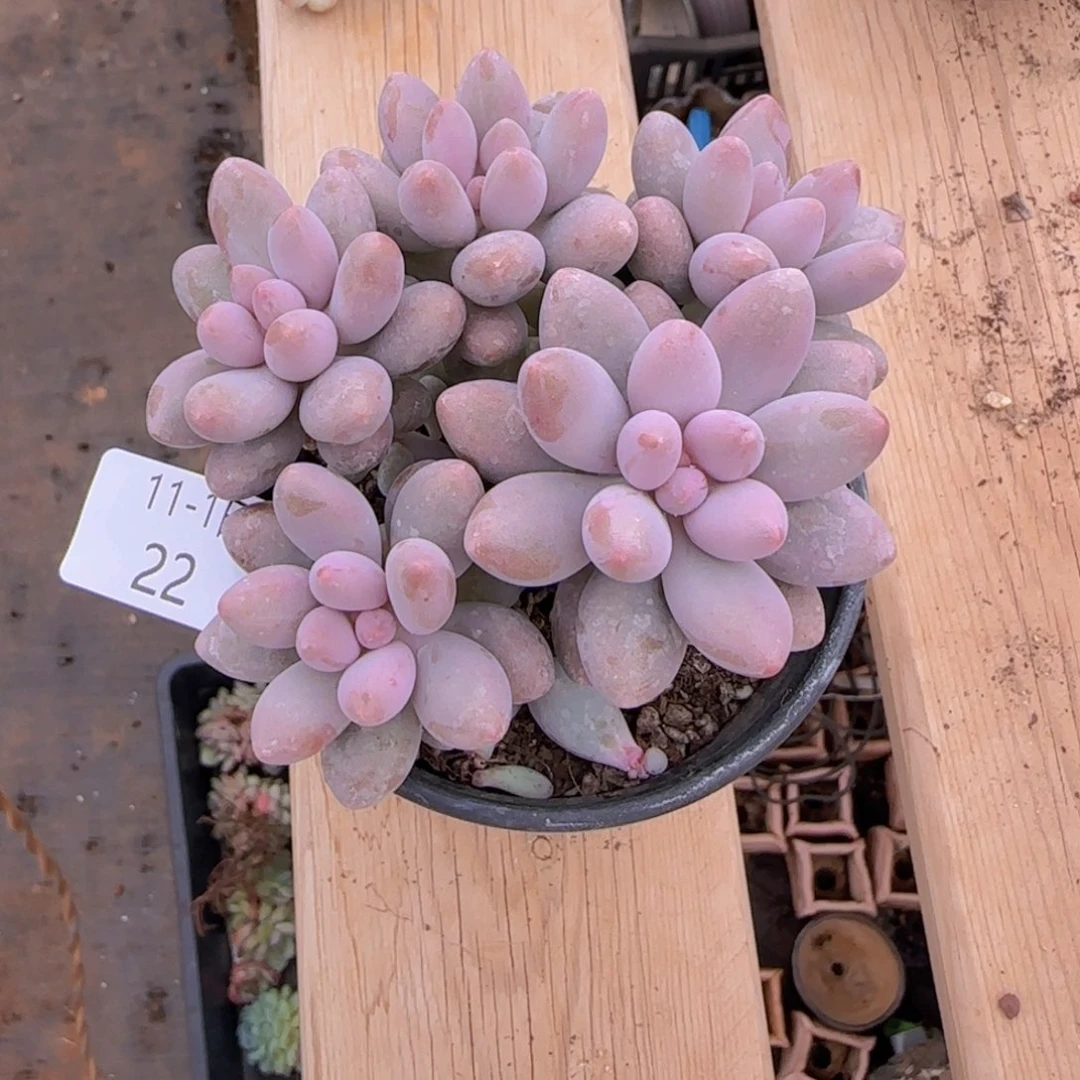 汤圆五头老桩一颗