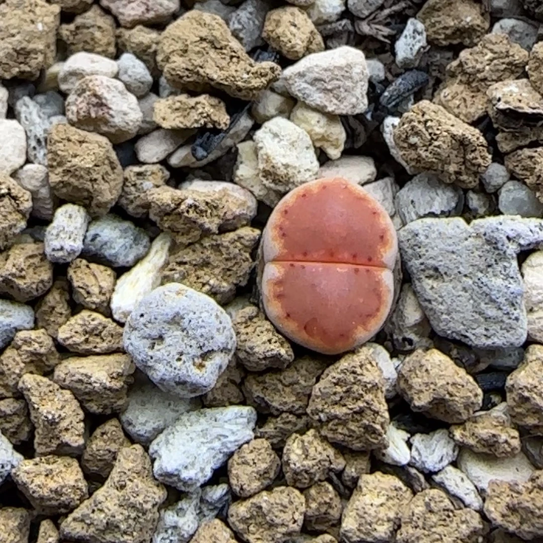 小个子饼干大棚直播