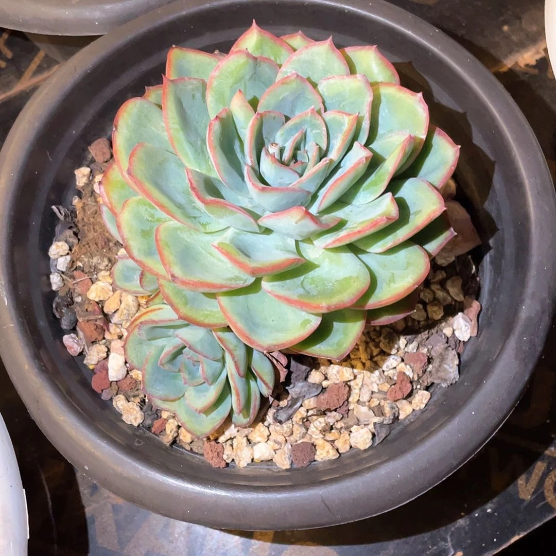 多肉植物一物一拍
