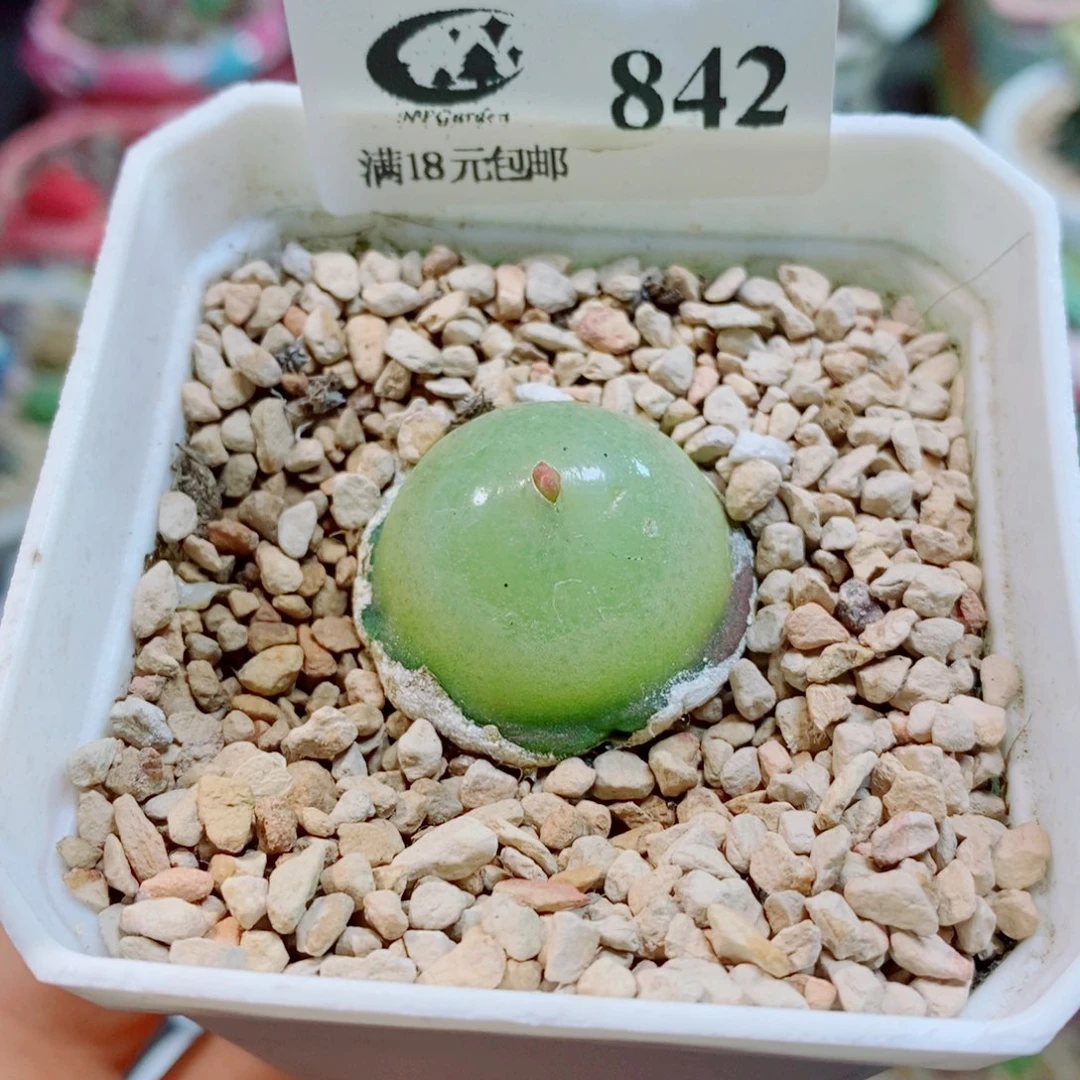 生石花花花花花花花842