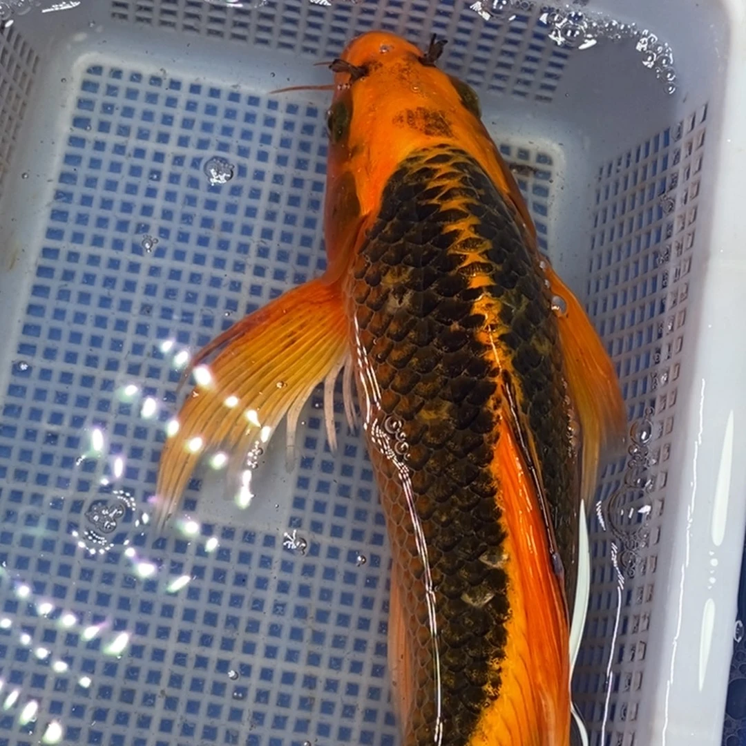 锦鲤冷水锦鲤包邮