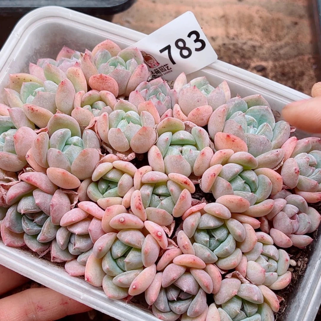 当前无花朵，栽培后可花朵