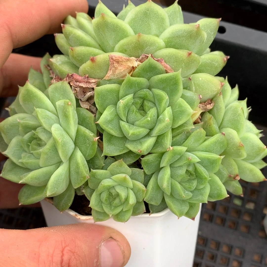 自*。0602-103 麦杆优选