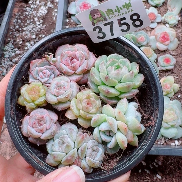 烟***。多肉植物多肉植物