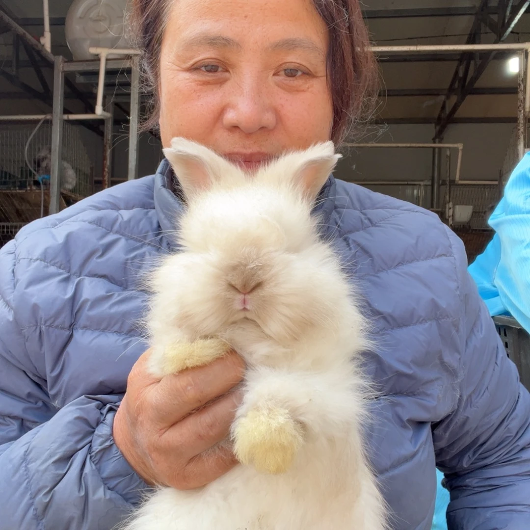 双血统英系安哥拉兔子