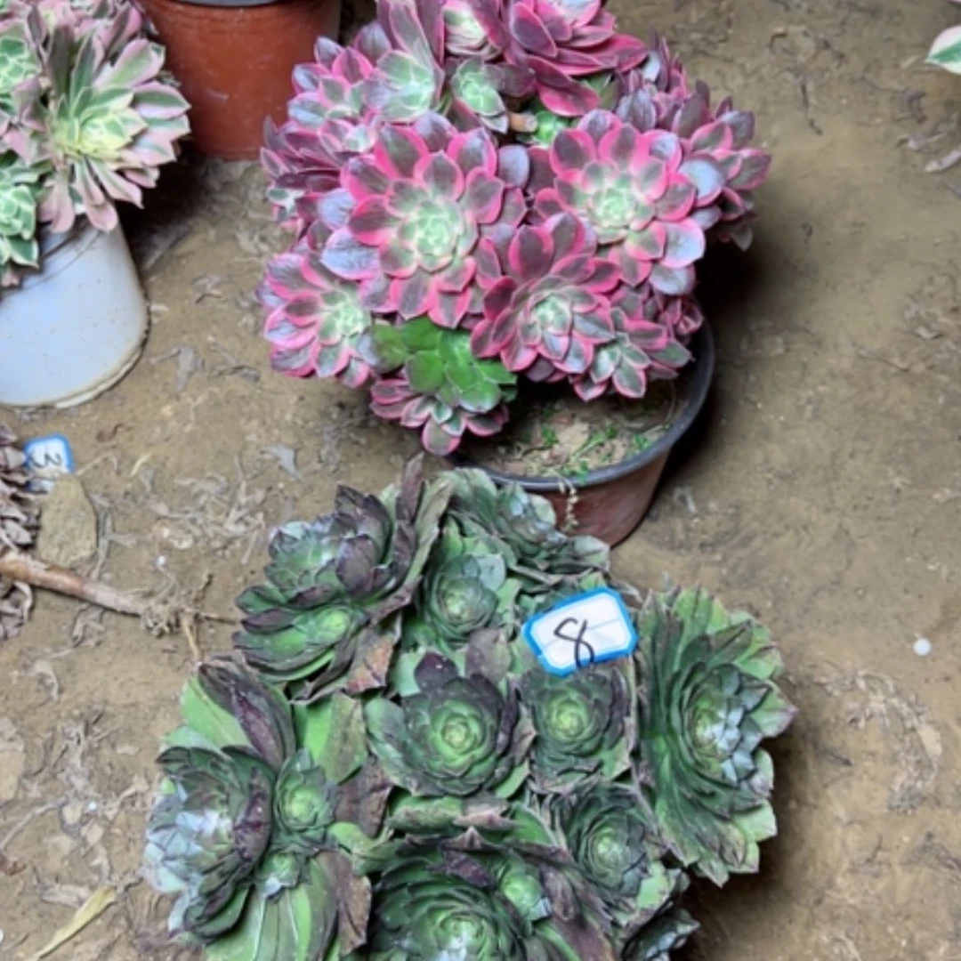 【闪购商品】多肉植物不售后砍过8