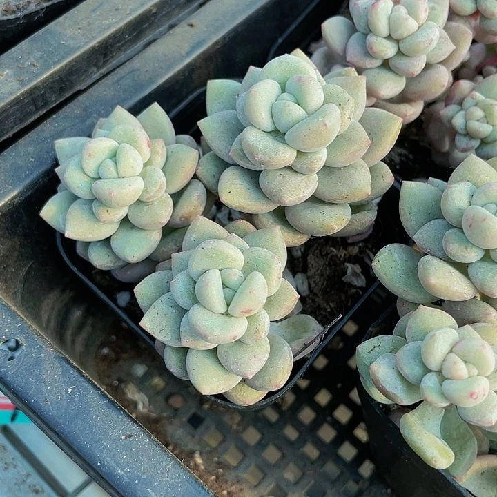 6.5方泡泡糖群带盆