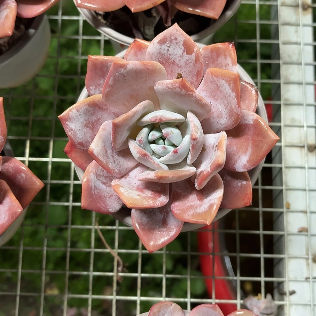 红茶大单头12㎝盆参考