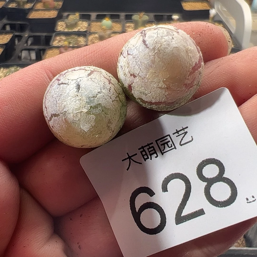 一物一拍。      628