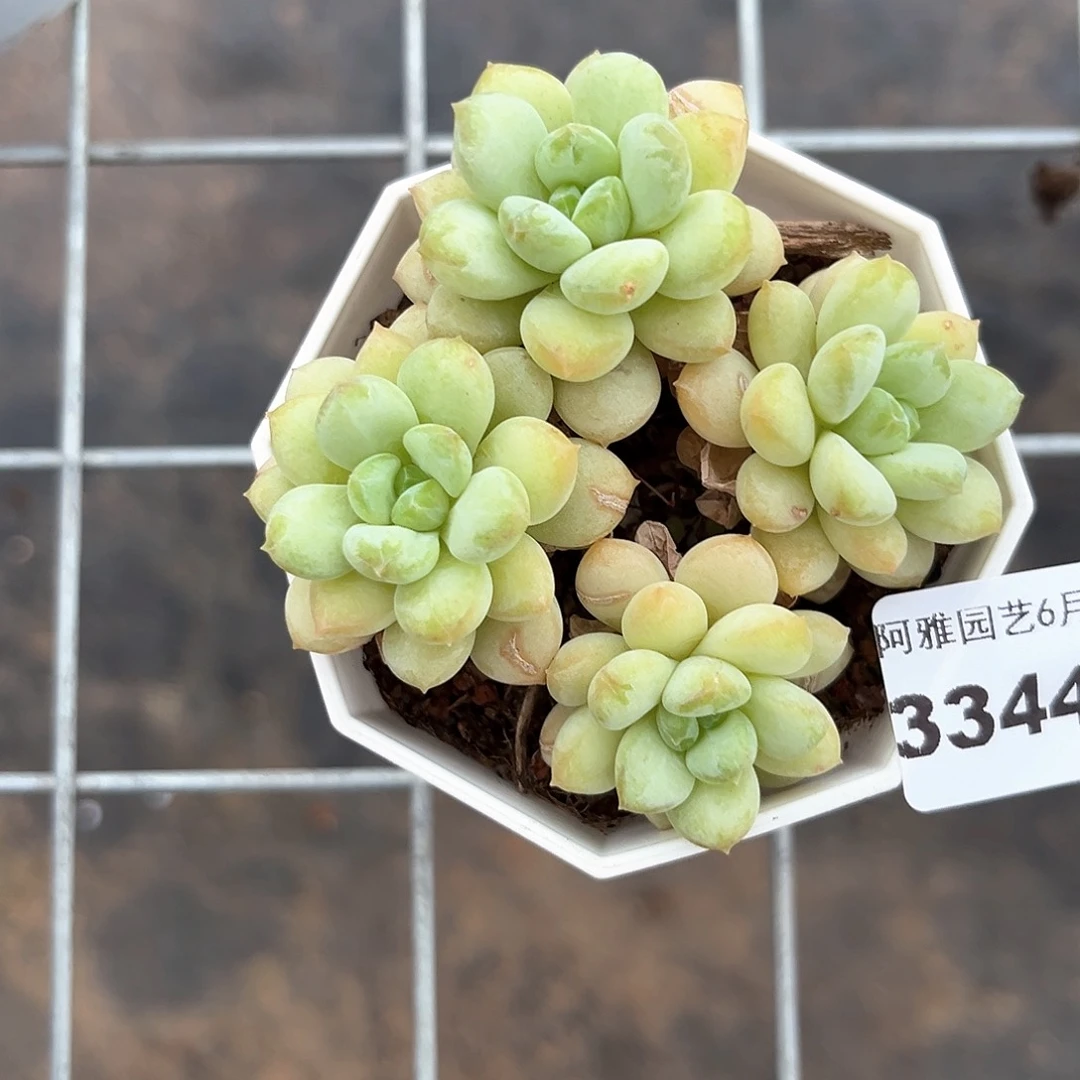 阿雅园艺。    3344阳光玫瑰