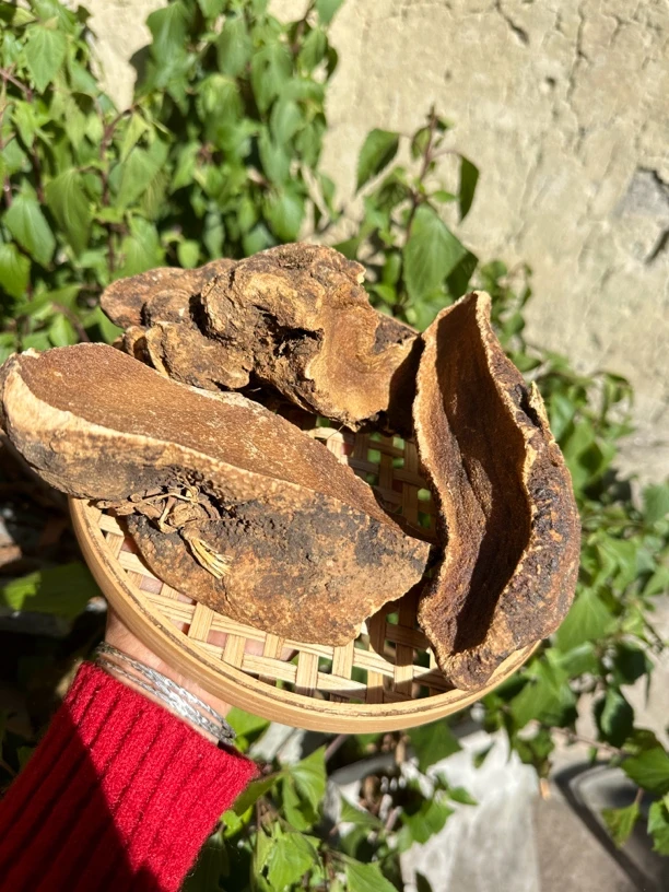 【雪-胆】云南深山土特产