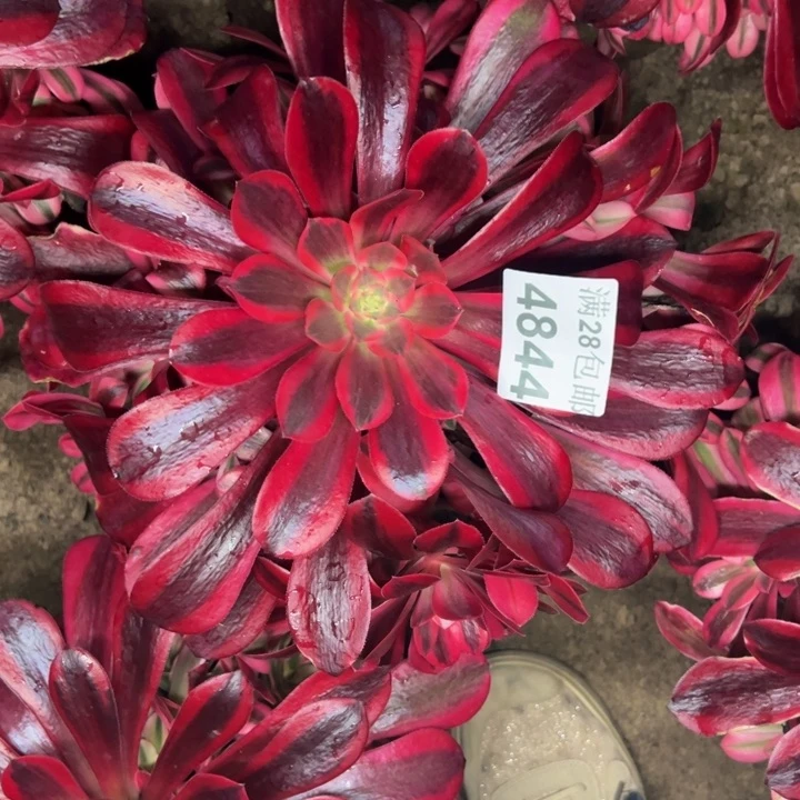 4844南美杜莎多肉植物