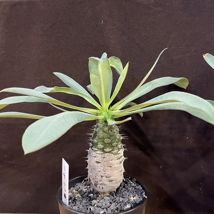 人***岁汤圆植物棒槌大戟7942