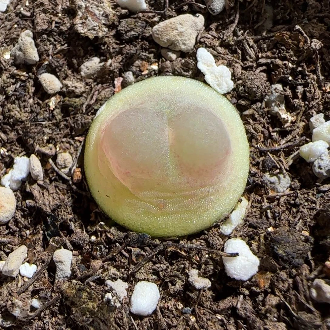 肉锥多肉植物组合-sh1200拉登429