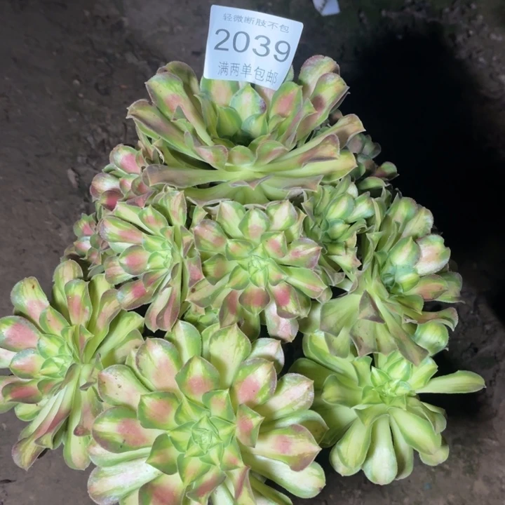 2039韶华的人多肉的